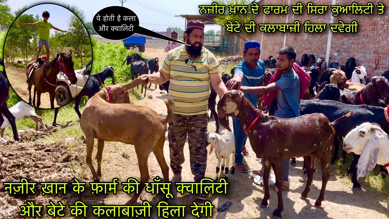 नज़ीर ख़ान के फ़ार्म की धाँसू क्वालिटी और बेटे की कलाबाज़ी हिला देगी @farmingbaba raikot goat farm