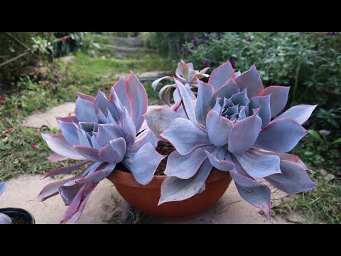 Vídeo: Informació de la planta d'Echeveria: com cuidar les plantes d'Echeveria Parva