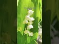 Nature’s Cool: Lily of the Valley