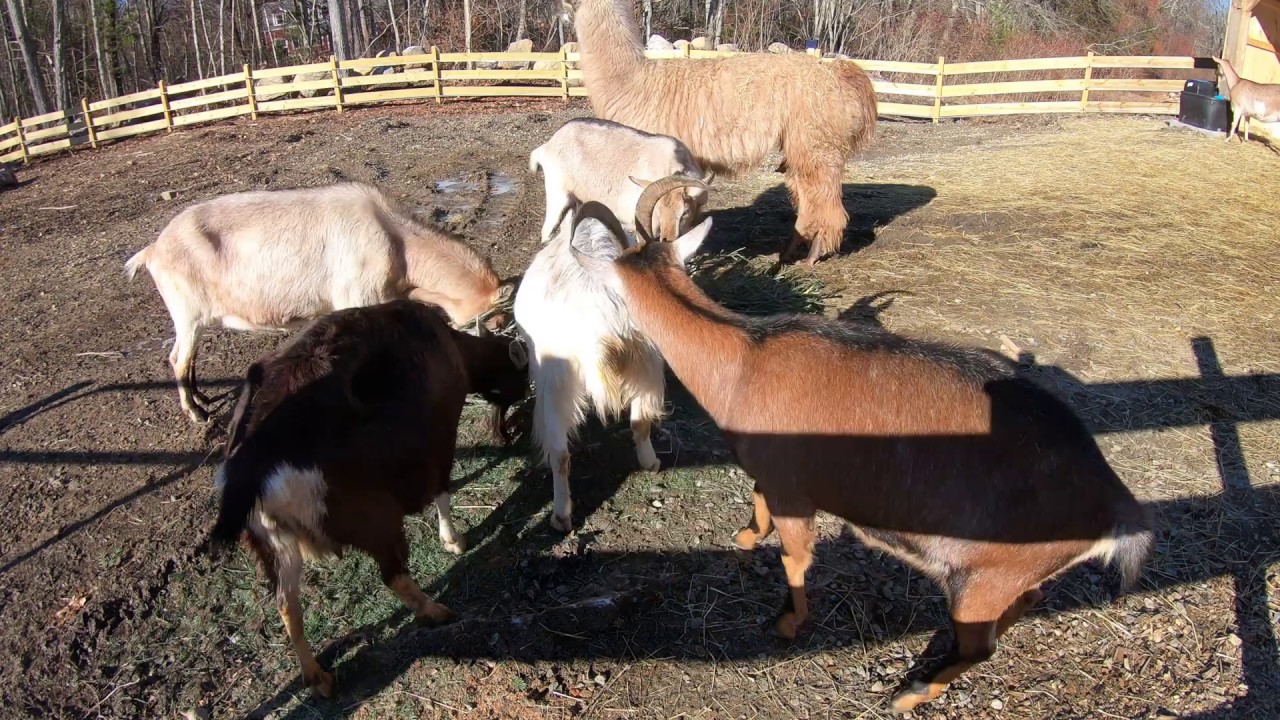 Christmas Tree Recycling Goats Legend's Creek Farm YouTube