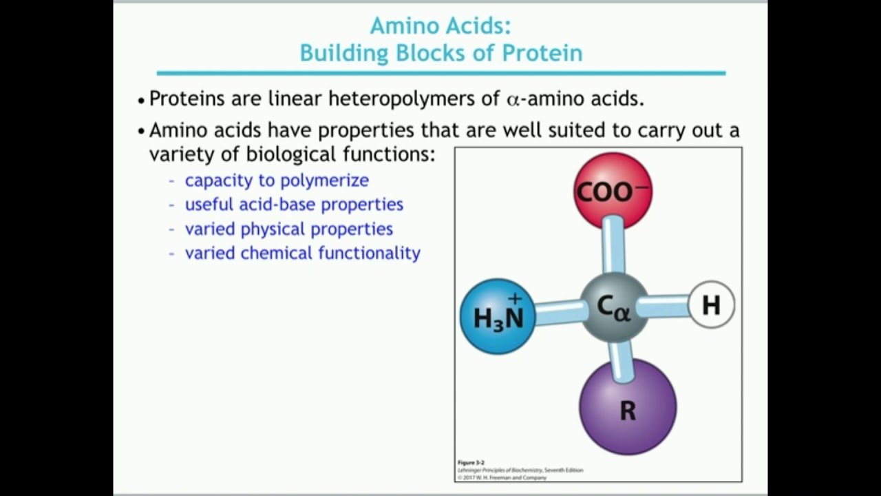 Basics of Amino Acid Structure (Part 1) YouTube