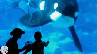 The Day SeaWorld Realized Orcas Shouldn't Be Born In Tanks