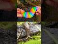 Bug Insect Names | Kida Learn at the Brook: Rhino Beetle Ladybug Ant Scorpion Slug Jewel Beetle