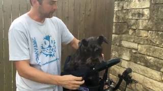 Buddyrider™ Dog Bike Seat Harness Adjustment