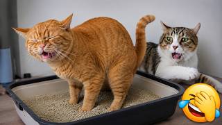The Most Hilarious Cats on the Internet 🤣 Best Funny Cat Videos😺