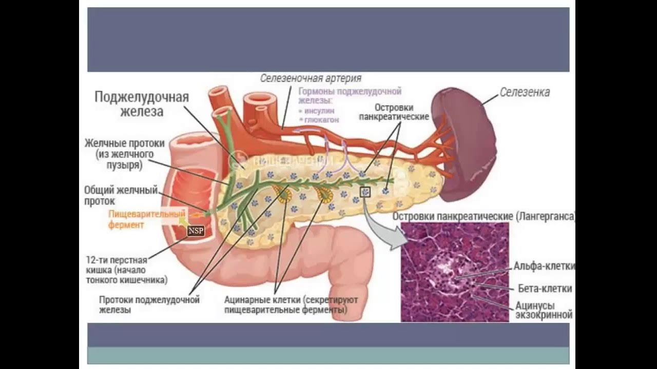 Поджелудочная железа камни удаление. Строение поджелудочной железы человека анатомия. Схема строения поджелудочной железы. Печень и поджелудочная железа анатомия строение. Анатомия поджелудочной железы схема.
