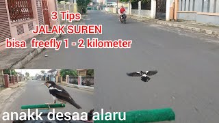 3 Tips' Agar JALAK SUREN bisa FreeFly hingga jarak 1 - 2 KM. (kilo meter)