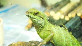 Keeping Reptiles as Pets - Is it Ethical? | Dan O’Neill Investigates | BBC Earth