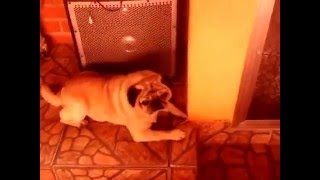 Ate meu cachorro e lindo :-) screenshot 1