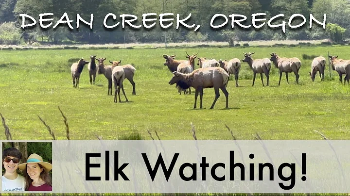 Elk Wildlife Watching in Oregon: Dean Creek Elk Viewing Area