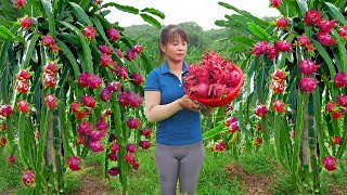 Harvest Dragon Fruit Go To Market Sell, Weeding the banana garden || Phương - Free Bushcraft