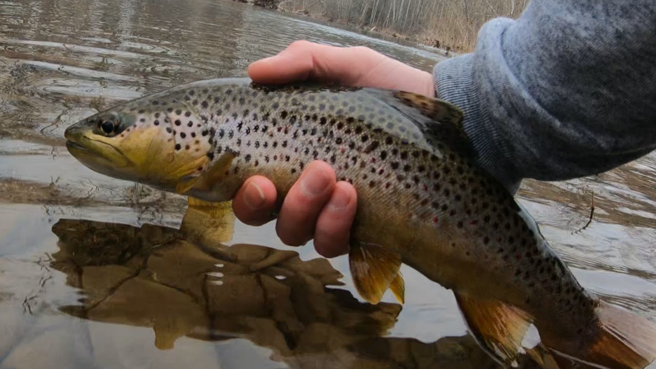 Wild Brown Trout Fishing Fishing Fast Water YouTube