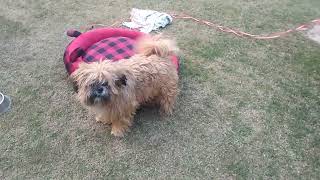 Cute And Fancy Dog Videos Aww Animal Video