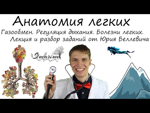 Анатомия и физиология легких. Газообмен. Регуляция дыхания. Лекция, разбор заданий от Юрия Беллевича