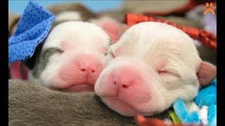 Foster, Please: Puppy Palooza!