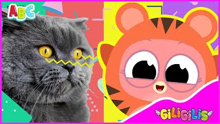 Learn Animal Songs | Discover Animal Names With Fun Gililis Animals!Giligilis  Cartoons For Ki