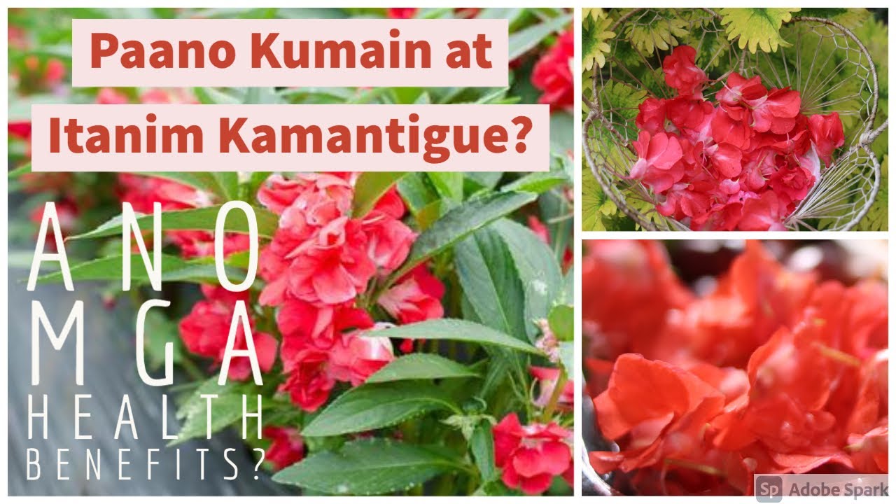 🆕kamantigue Plant or touch me not how to serve, plant, and benefits