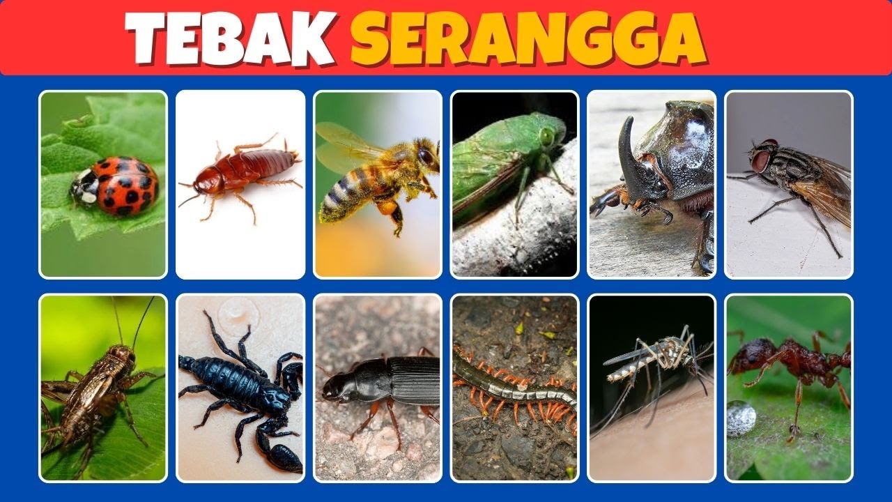 Tebak Nama Serangga 🐜 ! Hanya Orang Jenius yang Lulus
