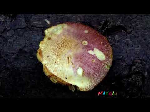 Какие Грибы Растут в Ноябре. Муравьиная Лапка
