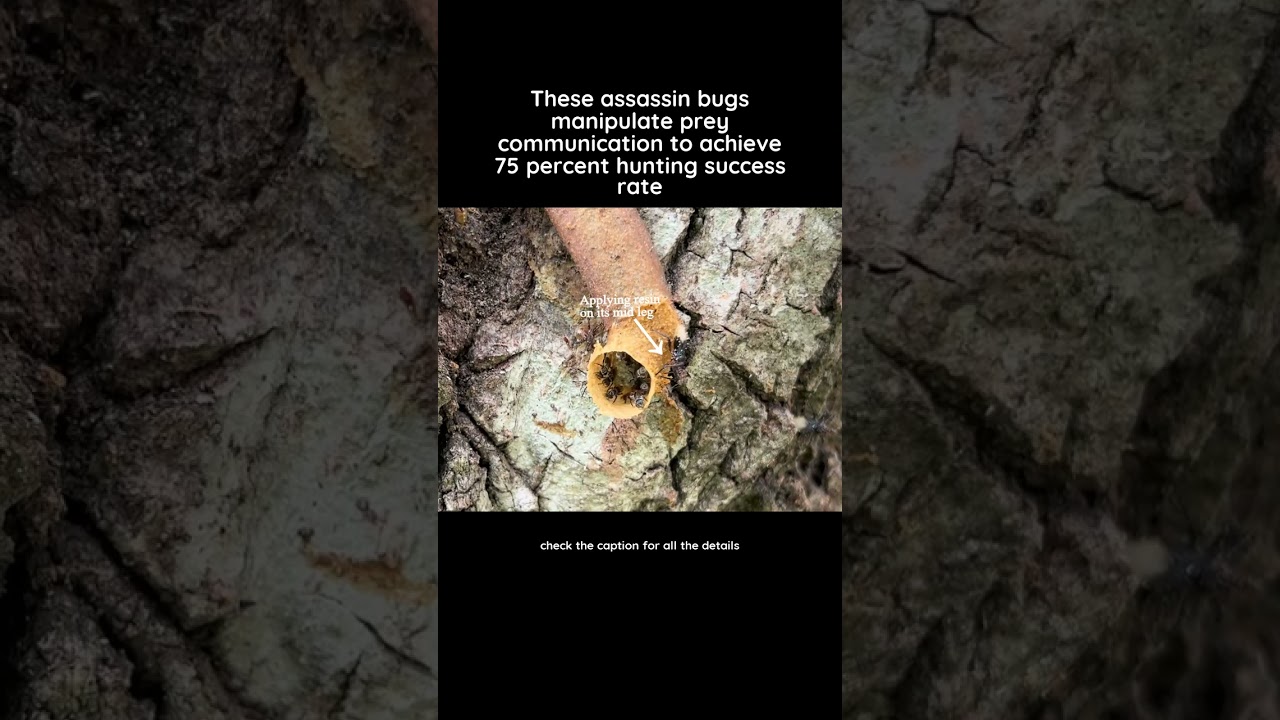 Assassin bugs use bee resin to lure prey, achieving a 75% hunting success rate