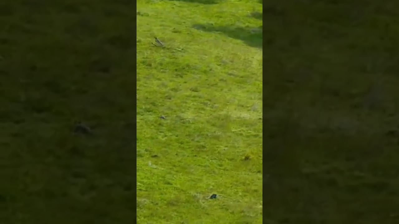 Baby kangaroo great escape 