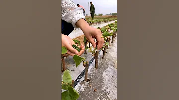 Grape Farming #satisfying #agriculture #farming