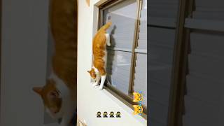 Ninja cat #catts #cat #catshorts #funny #catsforever #cats #catsandfriends #ninjacat