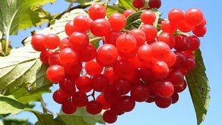 115.Калина. Как сохранить целебные свойства калины. 115.Калина. Как сохранить целебные свойства калины.