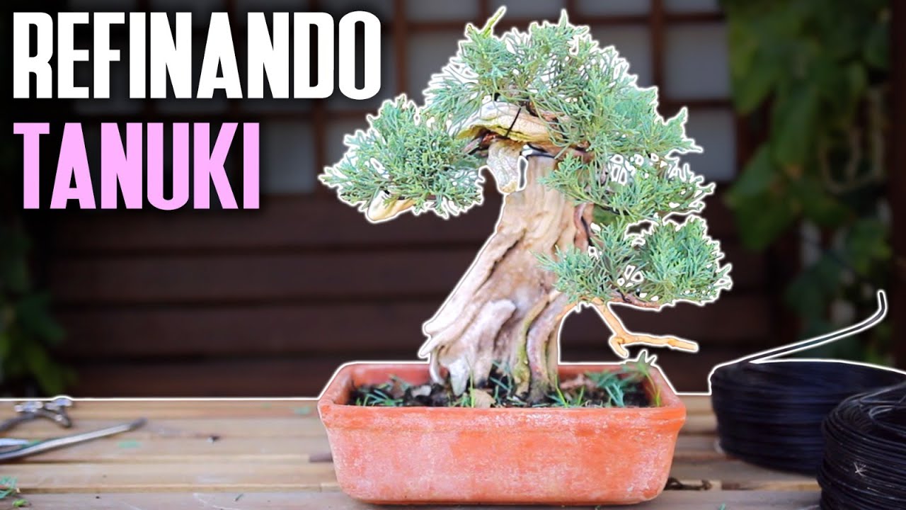 Juniperus Mint Julep - Refinando Tanuki