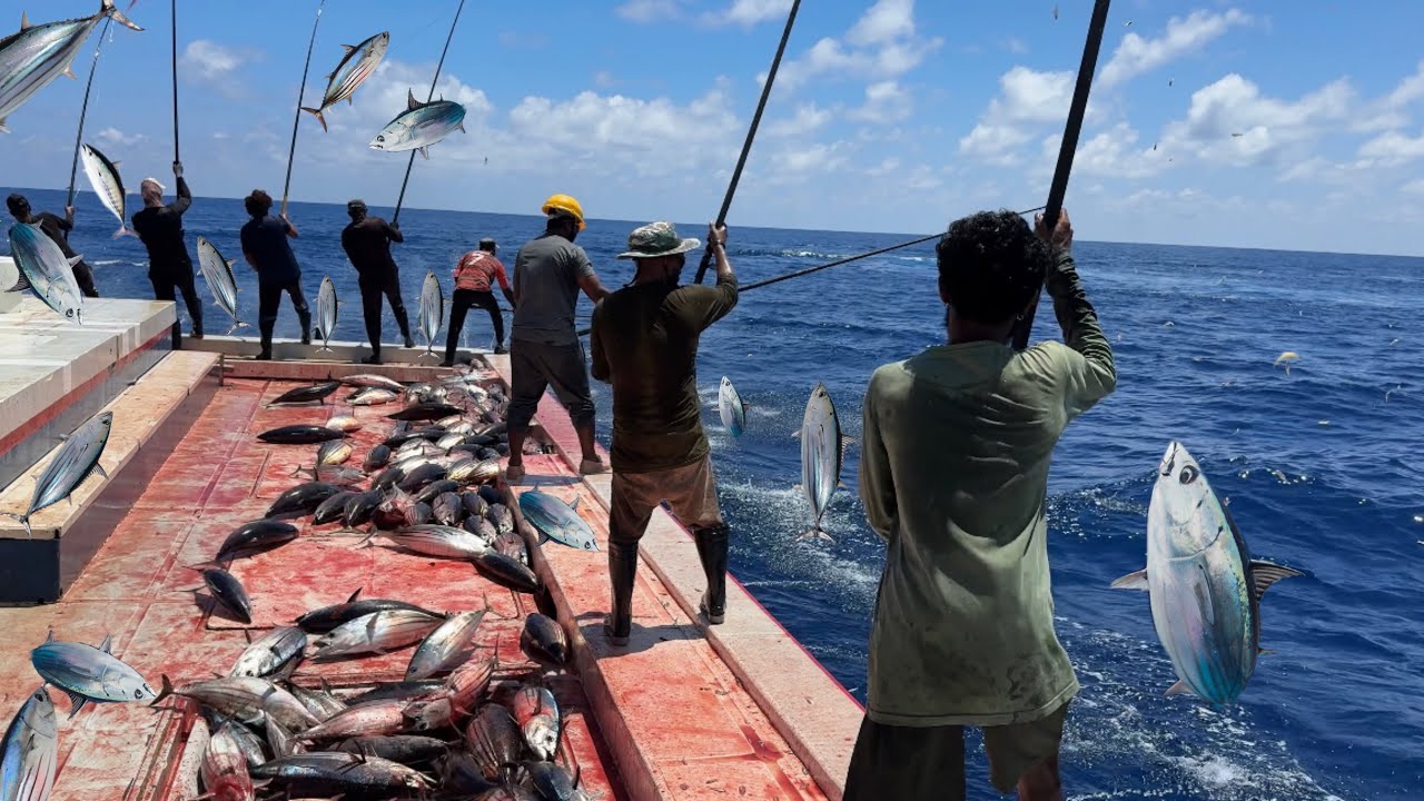Most sustainable methods for fishing | Maldives 🇲🇻 skipjack tuna