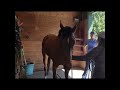 How to tell when your horse is done