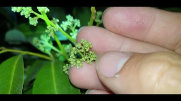 Lộc Vải Thiều Đỏ Loét l Núi Đồi Lục Ngạn