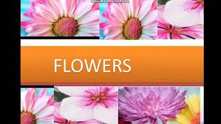 Flowers Animation in ppt - power point Slide