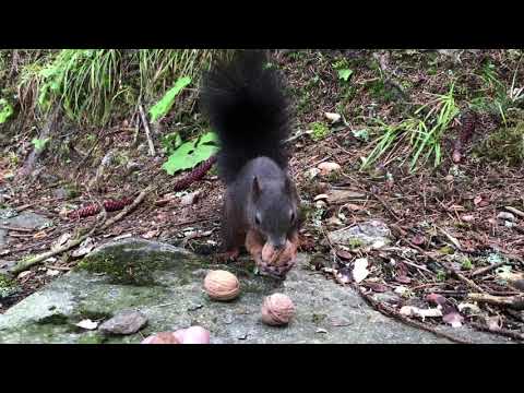 Video: Teilen sich Eichhörnchen Dreys?