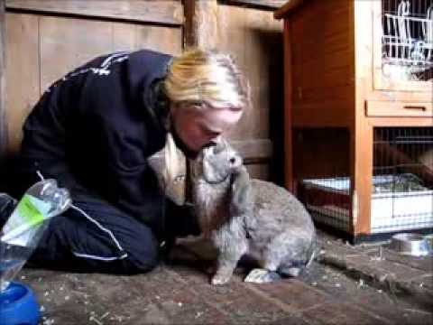 Video: Utbuktning Av ögonkulorna Och Benens Sjukdom Runt ögonen Hos Kaniner