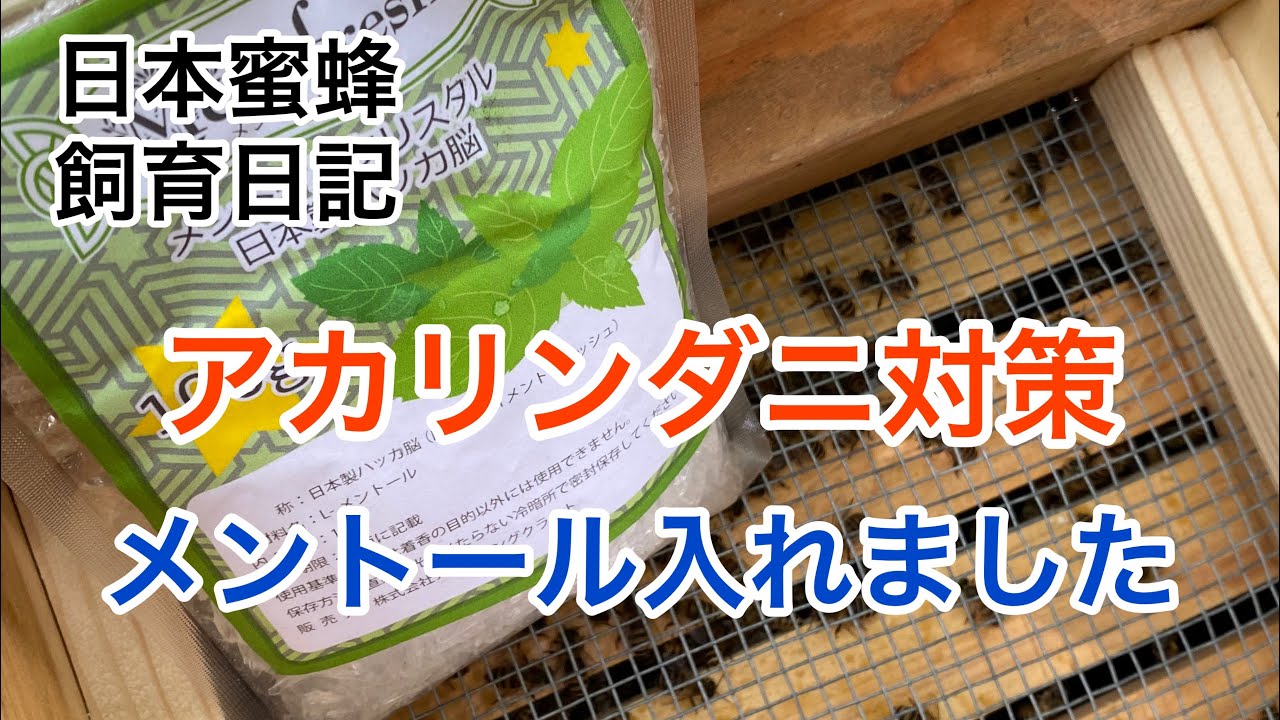 #044 日本蜜蜂アカリンダニ対策､メントール効果､使用法､症状､Kウイング､徘徊
