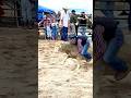 Little Kids Riding Sheep Last Chance Chapel Round Up August 6 2023 Amazingkids Montana Shorts