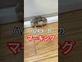 ゴールデンとドワーフのマーキングの違い #ハムスター