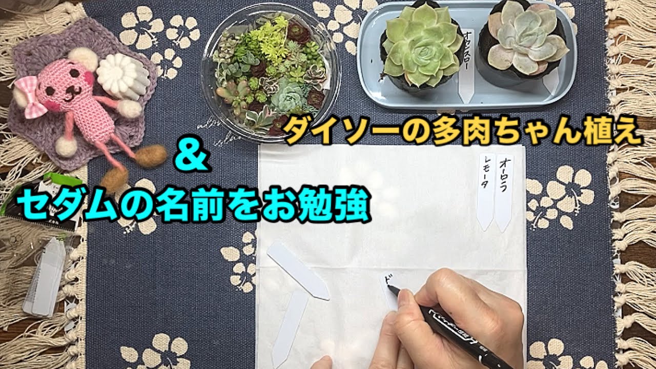 ダイソーの多肉植え付け＆セダムの名前をお勉強