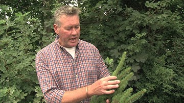 Identifying Norway Spruce