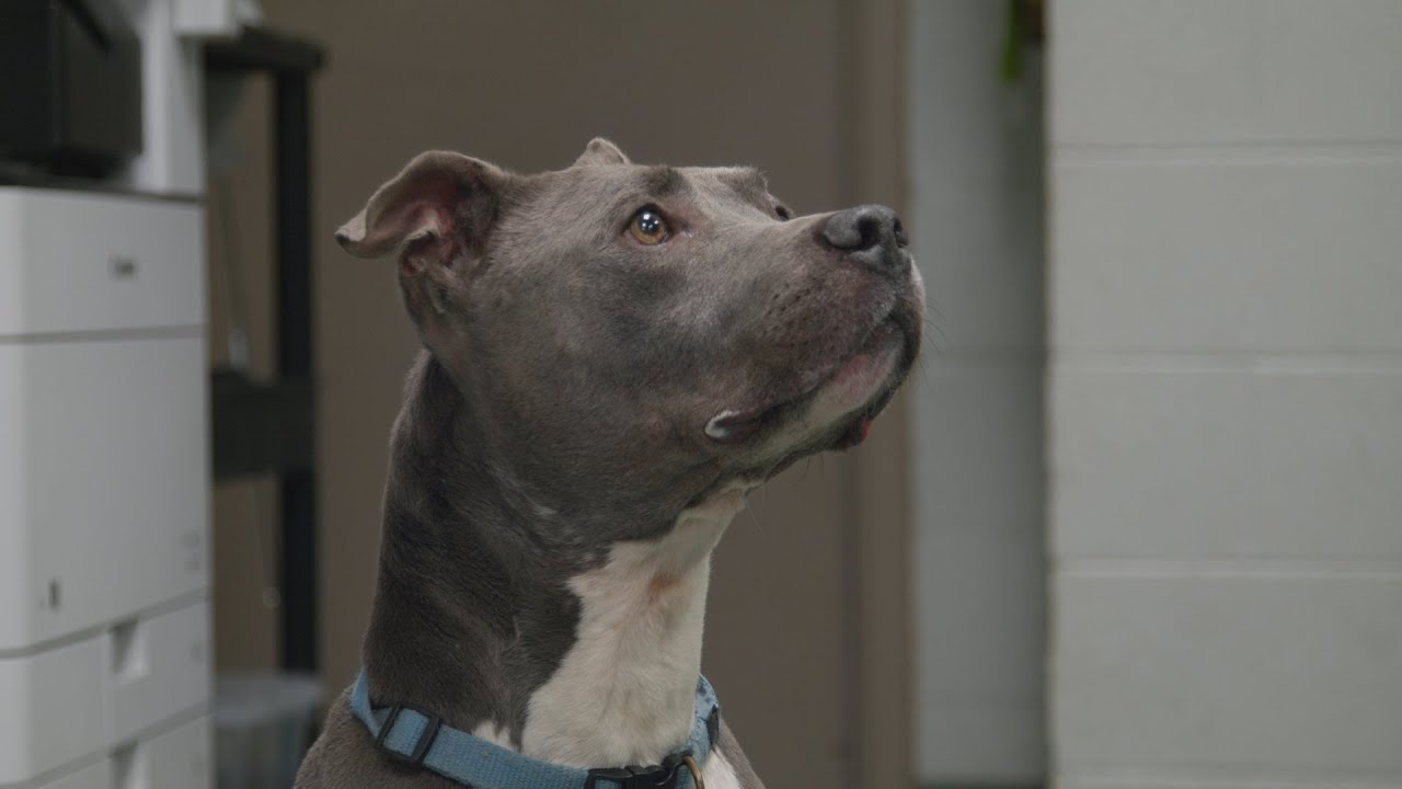 Pet of the Week - ZEUS - YouTube