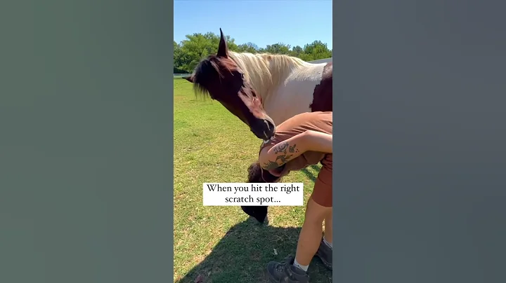 This Is How You Know a Horse Is Happy