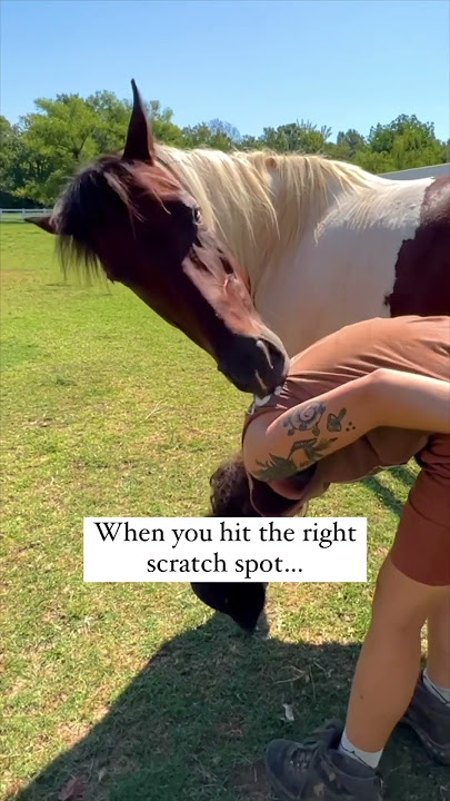 This Is How You Know a Horse Is Happy