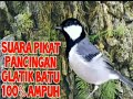 Suara Pikat Burung Gelatik Batu Ampuh Untuk Burung Yg Susah Turun