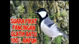 Suara Pikat Burung Gelatik Batu Ampuh Untuk Burung Yg Susah Turun