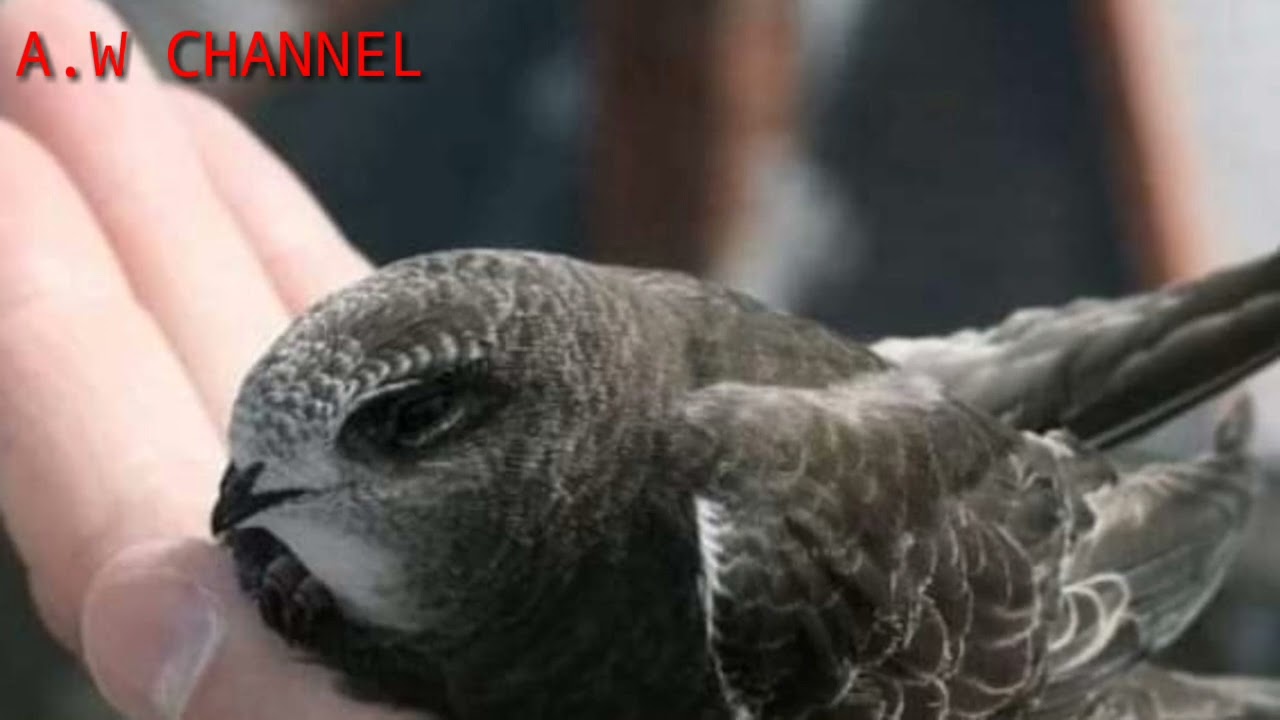 SP Top Birahi Super Ori...bersih dan jernih