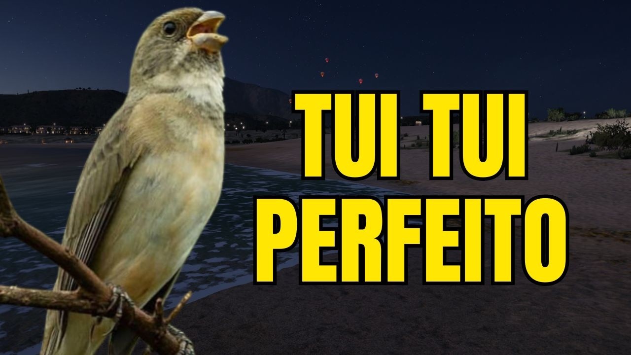 CANTO DO COLEIRO TUI TUI PERFEITO PARA ESQUENTAR COLEIRO E ENSINAR COLEIRO E PAPA CAPIM PARDO