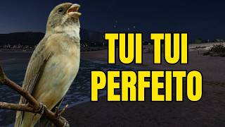 CANTO DO COLEIRO TUI TUI PERFEITO PARA ESQUENTAR COLEIRO E ENSINAR COLEIRO E PAPA CAPIM PARDO