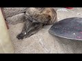 YY019.Dog 8-An Unexpected Delight: The Adorable Dogs in the Village