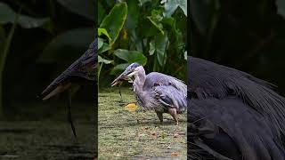 Big Bird Hunting For a Fish